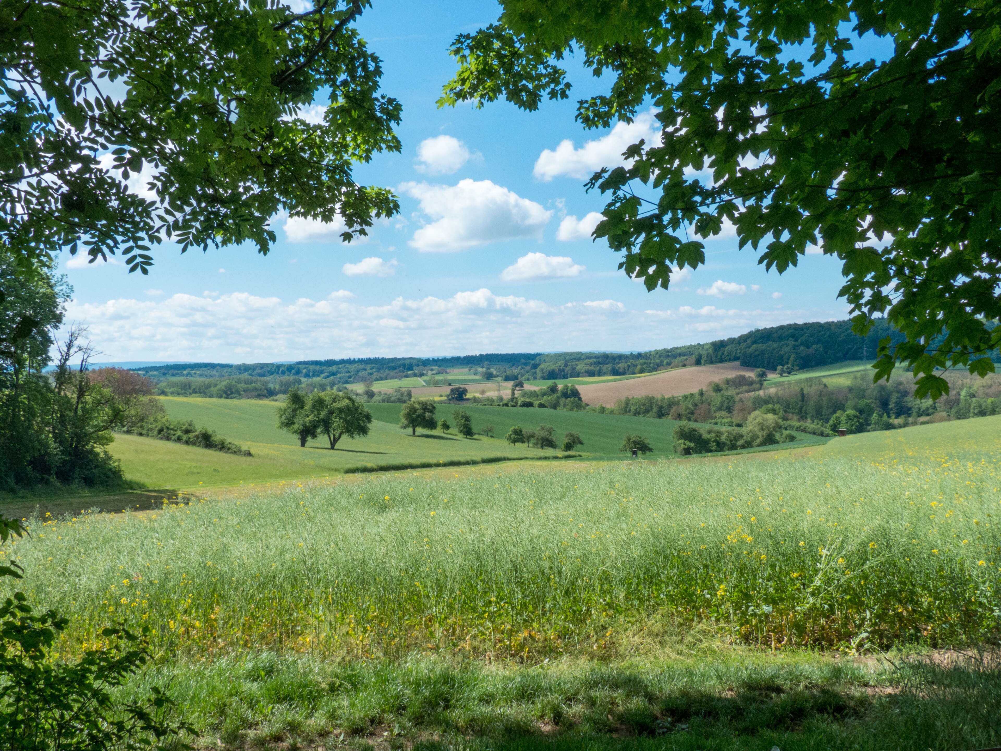 Kraichgau-Landschaft_im_Mai_by_Besenbinder.jpg